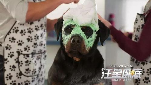 汪星卧底（原声版）,忠诚犬探大揭秘